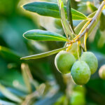 Il pino e la querce azienda agricola prodotti bio