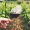 Vino biologico senza solfiti